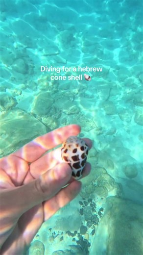 Can you spot this chunky hebrew shell from the surface? I love finding the brown ones! I usually only see black patterns 🐚🤿 #shelldiving