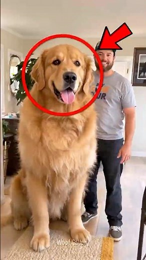 Top 5 Dogs That Are Perfect for Families