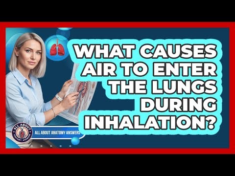 What Causes Air To Enter The Lungs During Inhalation?