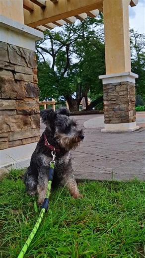 23 reactions · 13 comments | Si Luna parang may turbo mode  Bitaw morning  #LakadPaMore #DogLife” Curious History | Sarada Thaoshin | Facebook