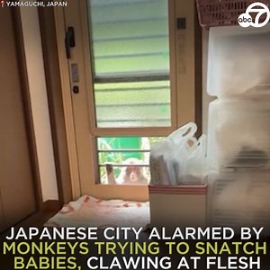 102K views · 2.4K reactions | MONKEY ATTACKS: People in a southwestern Japanese city have come under attack from monkeys that are trying to snatch babies, biting and clawing at flesh, and sneaking into nursery schools. The attacks - on 58 people since July 8 - are getting so bad Yamaguchi city hall hired a special unit to hunt the animals with tranquilizer guns.  https://abc7.la/3vn1r0Z | ABC7 | Facebook