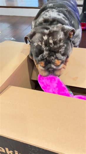 Buddy | Sign up for your first @bark box using the affiliate code in my profile! #bluetrimerle #englishbulldog #englishbulldogmerles #puppy... | Instagram