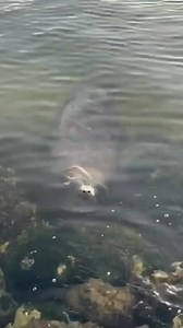 MANATEE TUESDAY IN KEY WEST........ #KEYWESTCHARTERBOAT | FishMonster Key West