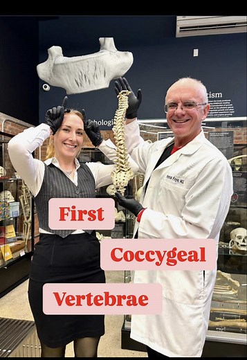 Exploring the Anatomy of the Coccygeal Vertebra