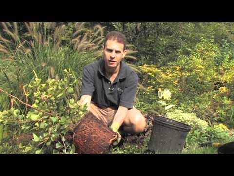 Quick Tip: Root Bound Plants