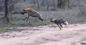 4.1M views · 107K reactions | Africa Wild Dogs doing what they do best: causing chaos! | The Virtual Safari #228 | Tintswalo Safari | Facebook