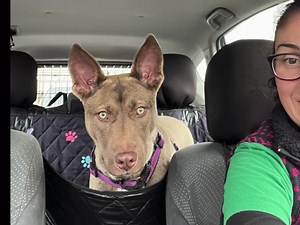 21 reactions · 7 comments | Meet Possum, a super sweet pup ready for...