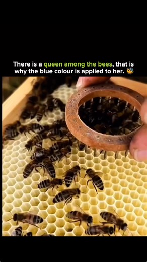 EDUCATION | MINDSET AND FACTS on Instagram: "🐝👑 Why the Queen Bee Has a Blue Dot Yes, there is a queen among bees — but the blue color isn’t natural. Beekeepers carefully mark the queen bee with a small colored dot to make her easy to identify inside the hive. The color helps track: • The queen’s age • Her health and productivity • Whether the hive has replaced her Blue is part of an international queen-marking color code, where each color represents a specific year. This makes hive management