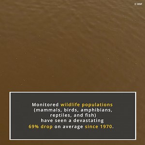 2.2K views · 172 reactions | The 2022 WWF Living Planet Report reveals an average 69% decrease in monitored wildlife populations between 1970 and 2018. Urgent action is required if we are to reverse nature loss and secure a nature-positive world for people and the planet. Get the facts: https://wwf.to/3CUh8kg. | World Wildlife Fund | Facebook