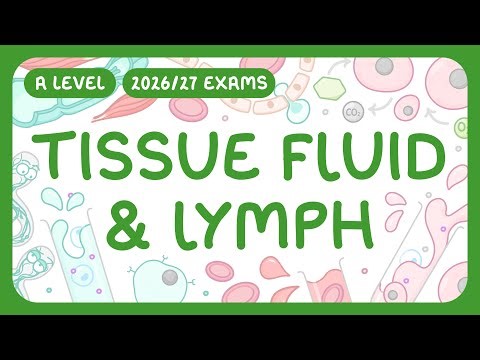 A-Level Biology - Tissue Fluid & Lymph - How They're Formed | Comparison with Blood (2026/27 exams)