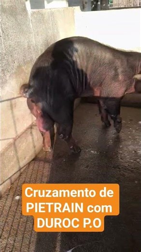 RBSUINOS followed another pig crossbreeding operation. #pigfarming #breeding #pig