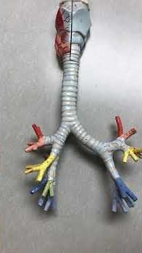 Bronchial Tree Model