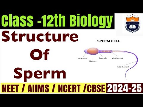 Structure of Sperm cell | Human Reproduction | Class-12th Biology NEET