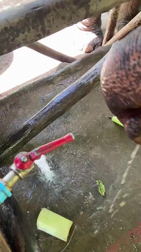 61K views · 1.7K reactions | How the Elephants drinking water from a tap … | Save Elephant's | Facebook