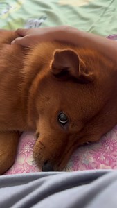I know you didn't hold your fart well. What's wrong with me lying down for a while😆😆 #doglife #viraldog #smartdog | Please call me Fatty