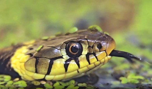 What are the characteristics of reptiles?