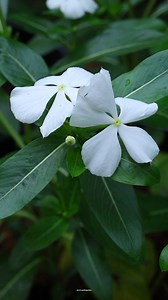 Periwinkle flowers | My Beautiful Garden