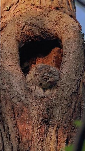 OWL SOUND | Eastern Screech Owl