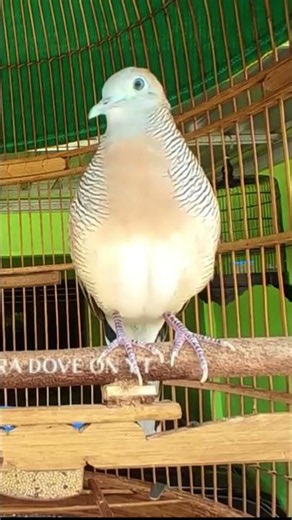 Zebra Dove call Bird sounds for relaxations 227 #birds #birdsounds #birdsong #animal #zebradove
