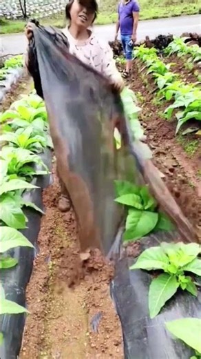 Removing Mulch Process Nicotiana tabacum Cultivation
