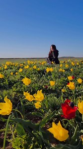 51K views · 2.7K reactions | One of the most impressive spring sights in Crimea is wild tulips blooming right on the seashore against the backdrop of the turquoise sea surface. And not just a couple of bushes, but giant multi-colored carpets reaching to the horizon. Such beauty can be seen in the Opuksky Nature Reserve between Koyashskoye and Uzunlarskoye lakes. | Beautiful Russia | Facebook