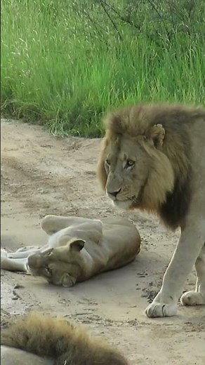 LION MATING RITUAL UP CLOSE #shorts #lion #wildlife