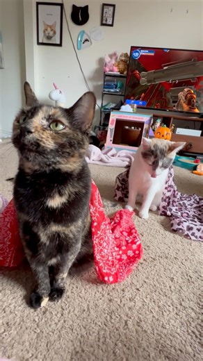 Mlem mlem mlem.#cat #cats #catsofinstagram #cats_of_world #asmr #mlem #cute #cutecats #fyp #happy #happycat #happycatclub #catlady #sweet | Butters