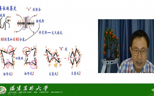 染色体变异-染色体结构变异-易位-茶创2021级