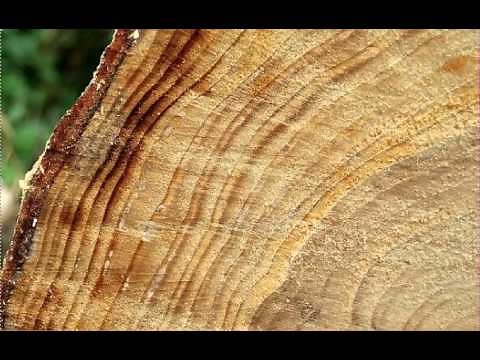 Earth 103 Tree Rings Explained