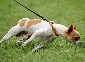 How to Stop Your Dog From Pulling on the Leash