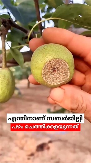 എന്തിനാണ് സബർജില്ലി പഴത്തിന്റെ മുകളിൽ ഭാഗം ചെത്തിക്കളയുന്നത് 😮 #shorts #malayalam #agriculture #pear