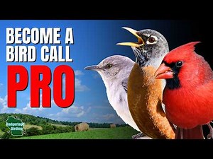 Learn These 7 Bird Calls To Impress Your Friends!