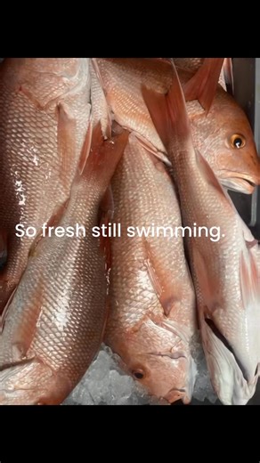 Fresh Red snapper. | Key West Seafood Co. Gulfport FL.