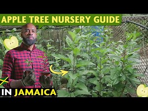 A Quick Guide: Apple Tree Nursery in Hot Climates | Jamaica 🍎 🇯🇲