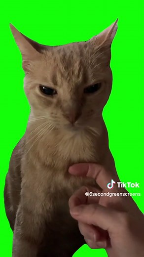 Angry/Grumpy cat Green Screen #cat #cats #catsoftiktok #greenscreen #memetemplates #creatorset #fyp #foryoupage #foryou #petstory #pets #petsoftiktok