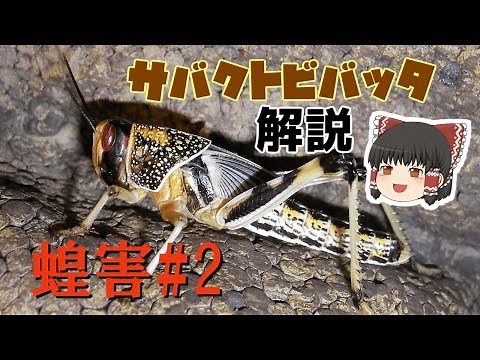 【サバクトビバッタ】蝗害、大量発生しているバッタの生態を徹底解説！【ゆっくり解説、SDGs】