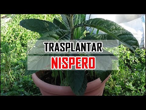 Cómo TRASPLANTAR un NÍSPERO 🔍🌱|| 🔥 Muy Fácil 🔥