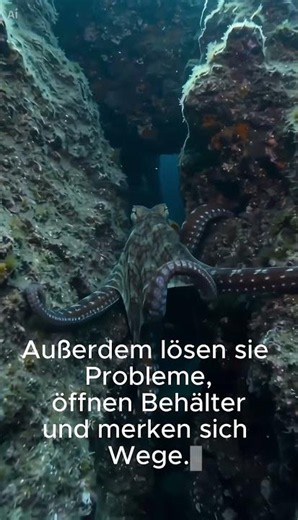 Oktopusse besitzen drei Herzen 🐙👀 #factsdaily