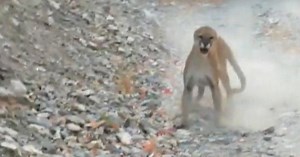 Utah hiker captures terrifying experience running into a mountain lion and cubs