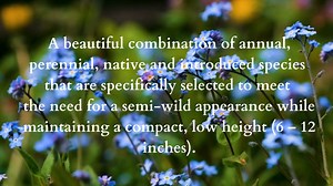 12 reactions | Our Low Growing Wildflower Seed Mix is a beautiful combination of annual, perennial, native and introduced species that are specifically selected to meet the need for a semi-wild appearance while maintaining a compact, low height (6 – 12 inches). | BBB Seed Wildflower Seeds | Facebook