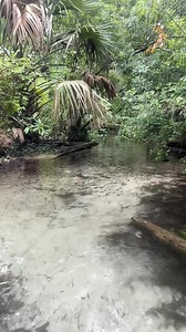 🍃 💧 #floridasprings #florida #LoveFL #TravelFlorida #ExploreFlorida #NatureLovers #OutdoorLife #AdventureAwaits | Florida Springs