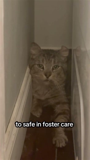 from abandoned pet to foster cat— now just waiting for a home 💔🏡
