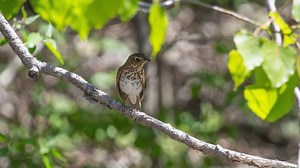 The tranquility of 🐦bird song What's more soothing than listening to rain in an Ohio woods? How about listening to an early spring rain shower accompanied by bird song? In celebration of National 🐦Bird Day, we take you to Davey Woods State Nature Preserve on a rainy late spring day in June 2023. Close your eyes and enjoy the song of a wood thrush. Or better yet, plan a trip to Davey Woods where you'll be able to listen for the song of birds and enjoy the whispering wind as you amble along a wo