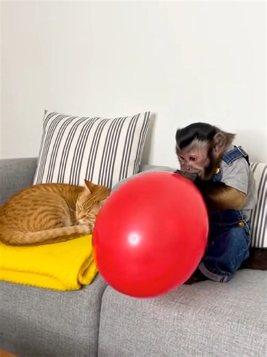 cat vs monkey funny 🤣😅 #cat #pets #funny #TikTokCreatorSearchInsightsIncentive