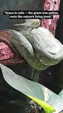 “Grace in coils — the green tree python rests like nature’s living jewel.”