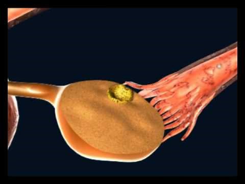 Desenvolvimento Embrionário e Implantação