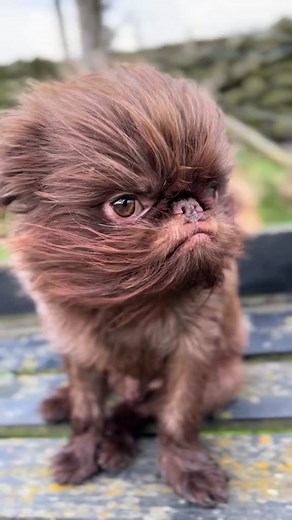 Introducing The Brussels Griffon, little dog . #brusselsgriffon #brussels #animals #pet #dog #dogsoftiktok #dogs #animalintroducing