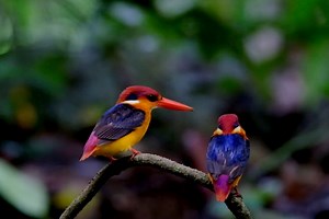 🌳 They give protection, food, support. Love. ❤️ This Valentine's Day, love like a tree loves. 🎁 Plant and gift a tree. | Treedom