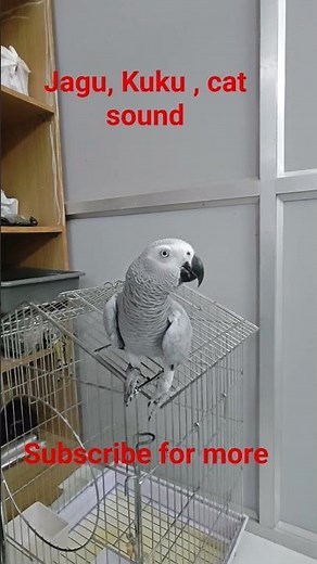 African Grey Parrot Showing Off Talking Skills 🦜💬 | #africangreyparrot #talkingparrot #africangrey