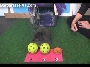 Cool Bunny Training! Scent Discrimination